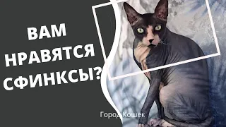 Сфинксы Кошки - Необычные, Непривычные и Забавные. /Смешные Кошки. Приколы с Котами и Кошками.