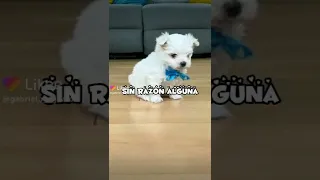 Los perritos de mariana 😍