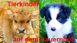 CUTE BABY ANIMALS ON THE FARM with their natural voices - FOR KIDS - puppy, calf, lamb, alpaca foal