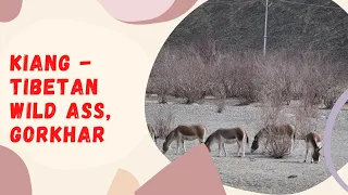 Kiang - Tibetan Wild Ass | Gorkhar | Equus kiang | Winter Ladakh | Way to Hanle