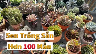 Ai không trồng được sen gì thì thử cây trồng sẵn xem nhé | succulent Gia Nghia