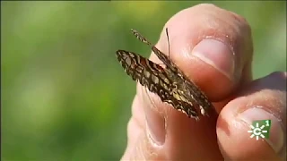 El valor de los insectos polinizadores en la conservación de la biodiversidad