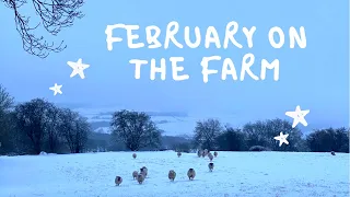 FEBRUARY - GOT MORE SNOW! FARM LIFE - SHEEP , HIGHLAND CATTLE FEEDING - DALE FARM PEAK DISTRICT