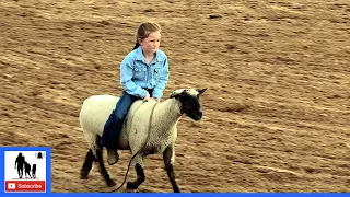 Mutton Bustin' 🦙 2021 Saint's Roost Ranch Rodeo | Friday