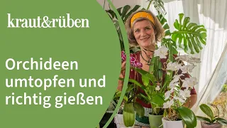 Orchideen umtopfen | Zeitpunkt bestimmen & Wurzeln richtig zurückschneiden