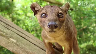 Small Carnivore September: Species Spotlight: Fossa