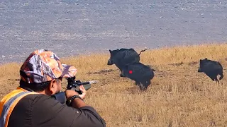 EPIC WILD BOAR HUNT IN TURKEY - NET ÇEKİM EFSANE DOMUZ AVI - CAZANDO JABALÍES