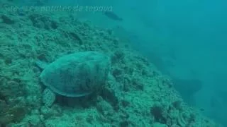 Plongée Nouvelle Calédonie - Niveau 1 - Abyss Plongée - Nouméa