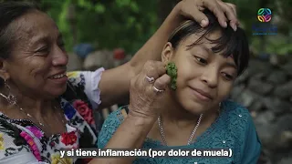 Uso de plantas medicinales en Chikindzonot, Yucatán [AIEC-2023]