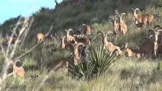 Aoudad Double