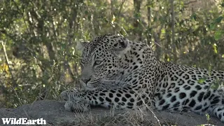 WildEarth - Sunrise Safari -  18 August 2023