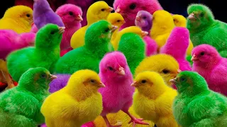 Catch Cute Chickens, Colorful Chickens, Rainbow Chickens, Rainbow Chickens, Dogs, Cats, Rabbits