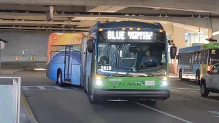 (Brand New!) Ride On 2020 NovaBus LFS-A #46012D on the FLASH Blue Line (Full Ride!)