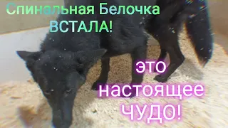 Всё же, под новый год, СЛУЧАЮТСЯ ЧУДЕСА! По прогнозам НЕХОДЯЧАЯ СОБАКА, с переломом позвонка-ВСТАЛА!