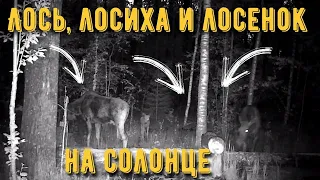 Лось лосиха и лосёнок ночью пришли на солонец. Видео съемка лосей в дикой природе. Дикий Мир.