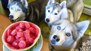 WATERMELON DOG TREAT How to make Frozen DIY Dog Treats  | Snacks with the Snow Dogs 34