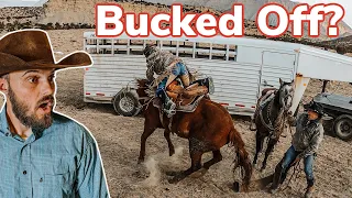 Cow Head-Butts My Mule, on Cattle Drive! Vlog#: 37