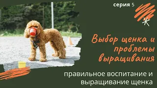 Выбор щенка и проблемы выращивания. Серия 5