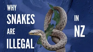 Why Snakes Are Illegal In New Zealand