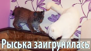 Рысь разыгралась посреди ночи, приставала к нам, к коту