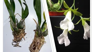 Саджаємо Encyclia mariae 🪴Перший догляд#орхідеї #orchid #encyclia #