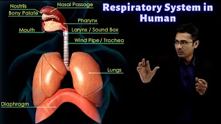 Exchange of Gases During Respiration | CBSE Class 10 Science | Biology | Toppr Study