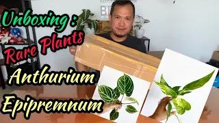 Unboxing Anthurium Crystal Hope & Epi Aurea from Philippines I Lhangz Garden I 3Z and Zeke Vlog