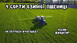 СТРАШНИЙ ЕКСПЕРИМЕНТ❗️ ВИБИРАЄМО КРАЩУ ПШЕНИЦЮ У 2024 РОЦІ❗️