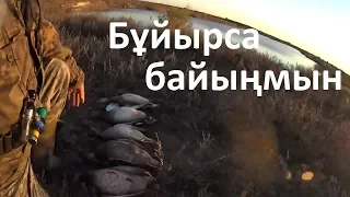 Уйрек аншы. Охота на утку. Duck hunting. Где где в Караганде. Взял 5 штук с 1 стаи. 2018-2019