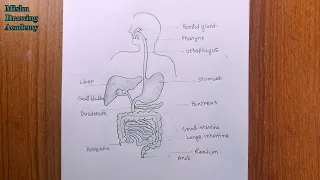 how to draw human digestive system easily