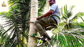 The fastest machine climbing coconut trees | New agriculture technology 2020