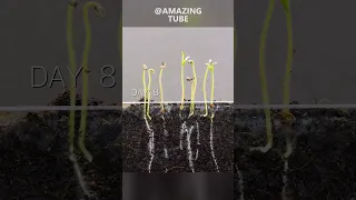 Growing tomato plants #timelapse #amazingtube