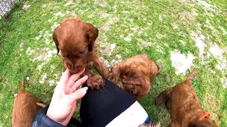 Irish setter puppies