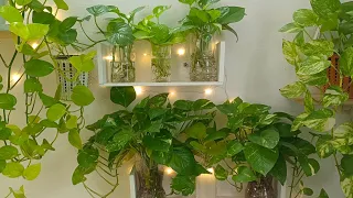 My secret of growing healthy & bushy money plants in water || Caretips for MM @leafylife550