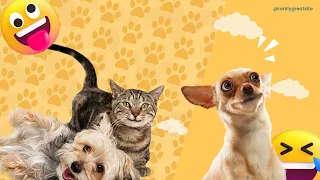 New Funny Animals 2023 🤣😅 Funniest Cats and Dogs 😻🐶 Part 31