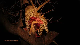 Female Leopard with Impala Kill