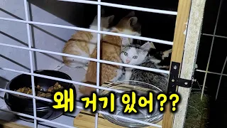 Family of street cats in heavy rain! a kitten left alone