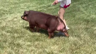 4-3 Duroc Boar (Iron Horse)