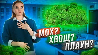 Как определить отдел и класс растения по внешнему виду? | Биология ЕГЭ