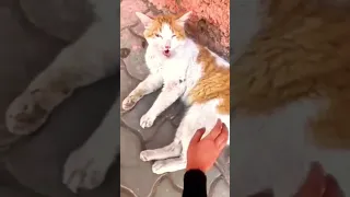 cat death moments😿🥺😭😭