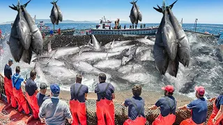 Amazing Giant Bluefin Tuna Catch Fishing Skill....Packing And Fish Processing Plant Video