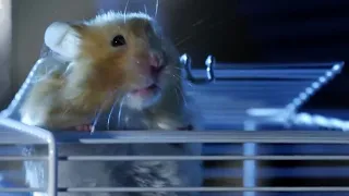Hamster Escapes Cage! | Pets: Wild At Heart | BBC Earth