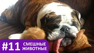 Смешные животные - коты, собаки и другие / Funny animals - cats, dogs and others #11