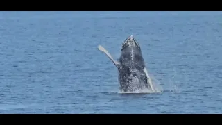 Whale Watching in Eyjafjörður, Iceland