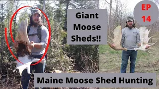 GIANT MOOSE ANTLER -- Maine Moose Shed Hunting 2021 -- Beyond the Boundaries EP 14 PT 1