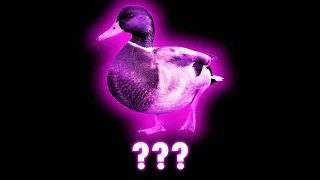 10 Duck "Quack" Sound Variations in 30 Seconds