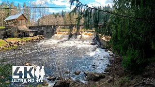 A walk along a forest road. Sounds of forest. Ruins of Finnish hydroelectric power station | 4K