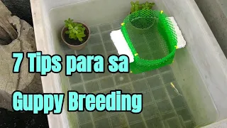 7 Tips para sa Guppy Breeding| Tagalog| Vlog#30