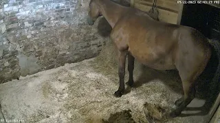 Horse fart