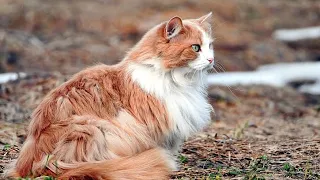 "Meet Fluffy: The Adorable White and Orange Feral Cat Turned Car Companion!"
